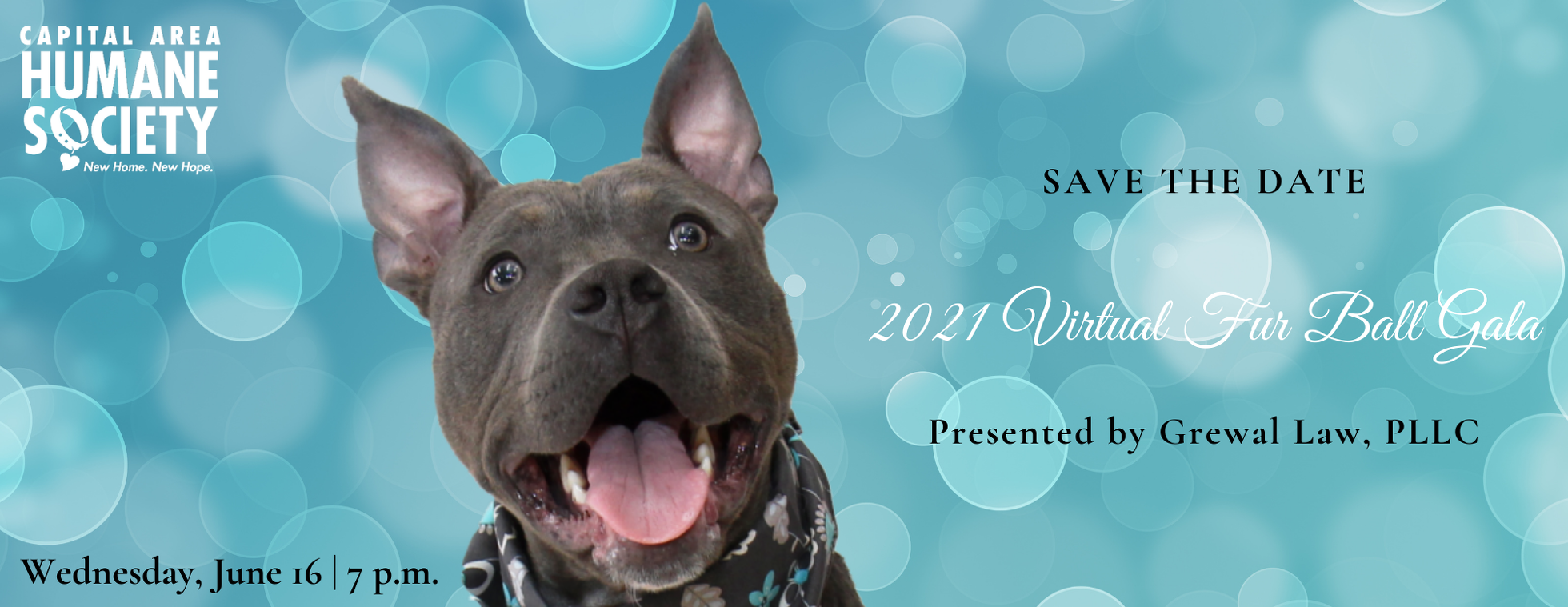 Capital area best sale humane society dogs